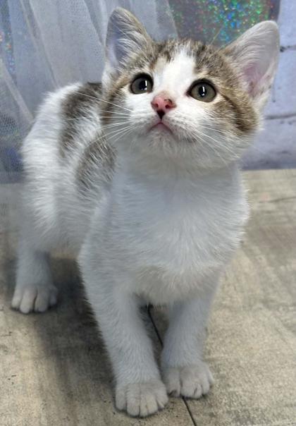 Enlarge Spice, a Adoptable mixed breed in Shreveport, LA image 2/3