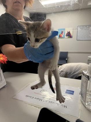 Enlarge Spice, a Adoptable mixed breed in Shreveport, LA image 3/3