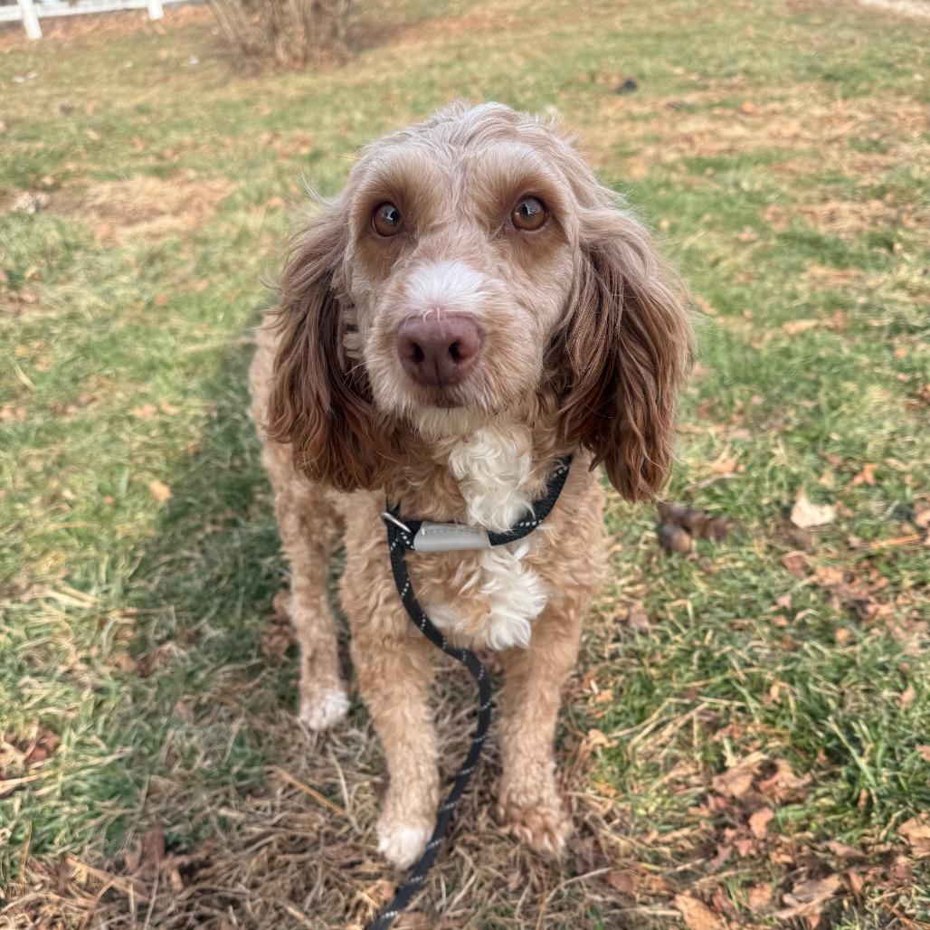 Enlarge Patty, a ADOPTABLE Goldendoodle in Zionsville, IN image 1/1