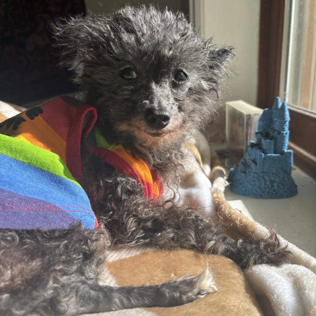 Tarjay — thumbnail 2