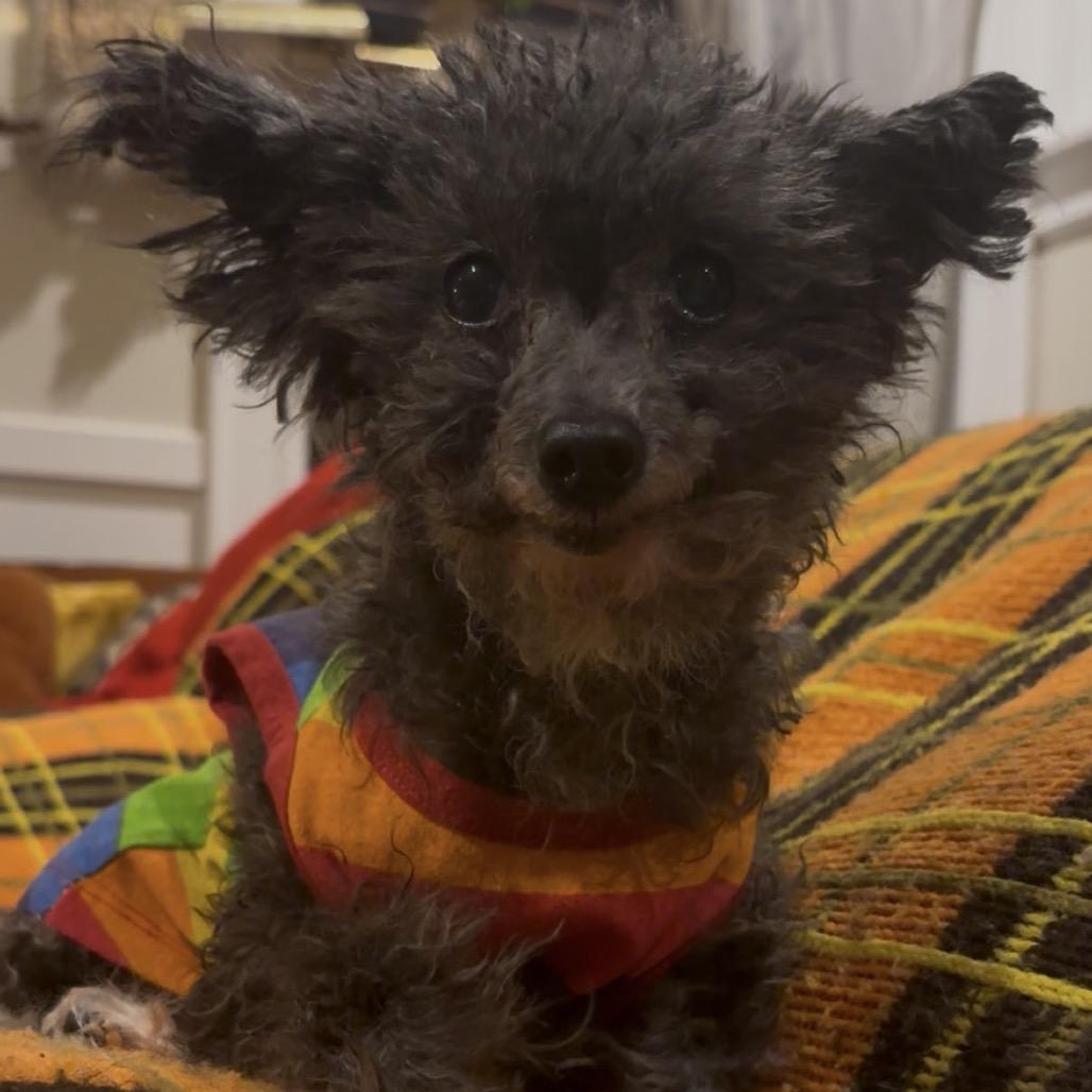 Tarjay — thumbnail 3