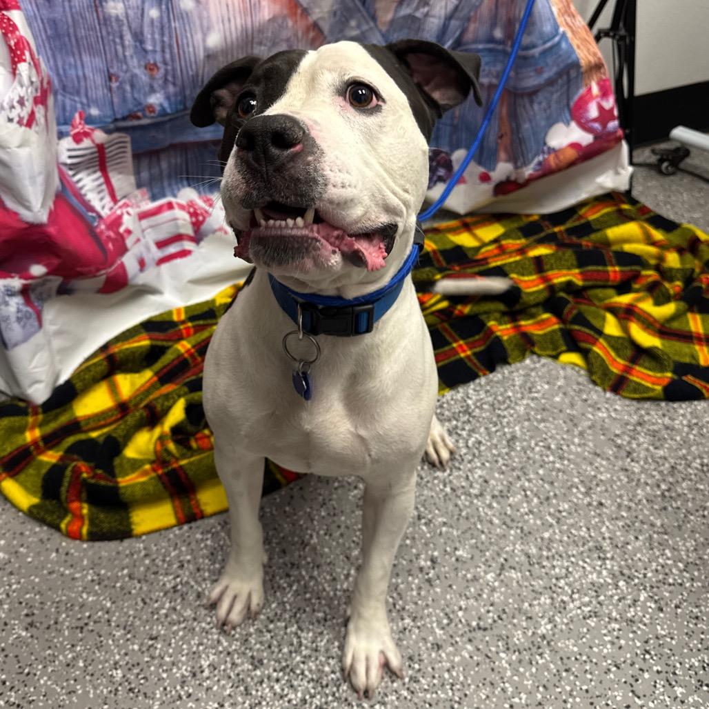 Patch, Adoptable, Adult Male American Staffordshire Terrier.