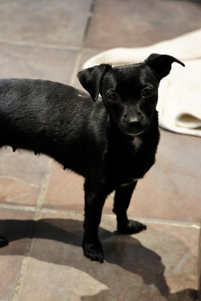 Enlarge Pickle, a ADOPTABLE Chihuahua in TUCSON, AZ image 2/5