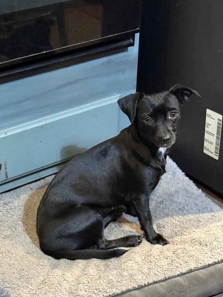 Pickle, ADOPTABLE, Adult Female Chihuahua.