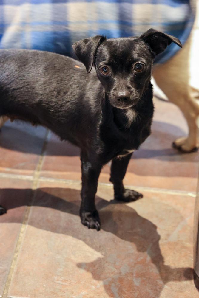 Enlarge Pickle, a ADOPTABLE Chihuahua in TUCSON, AZ image 4/5