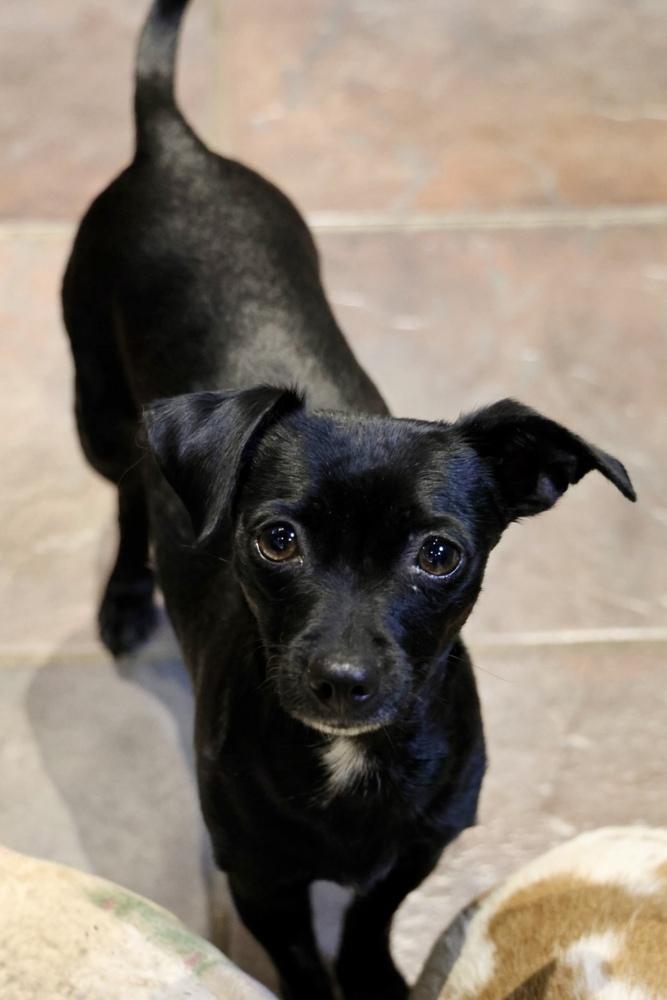 Enlarge Pickle, a ADOPTABLE Chihuahua in TUCSON, AZ image 3/5