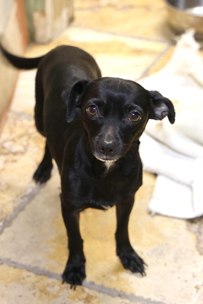 Enlarge Pickle, a ADOPTABLE Chihuahua in TUCSON, AZ image 5/5