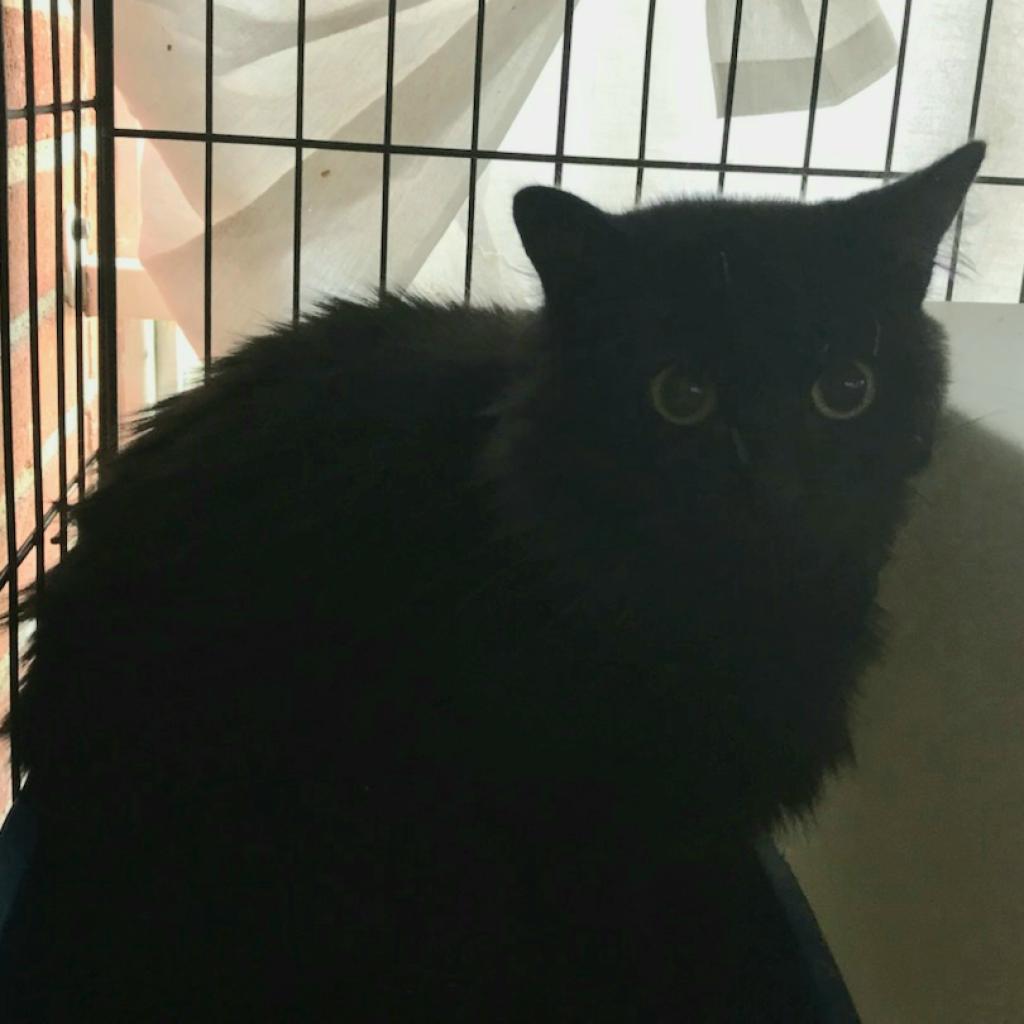 Enlarge Midnight, a Adoptable Domestic Long Hair in Hemet, CA image 2/2