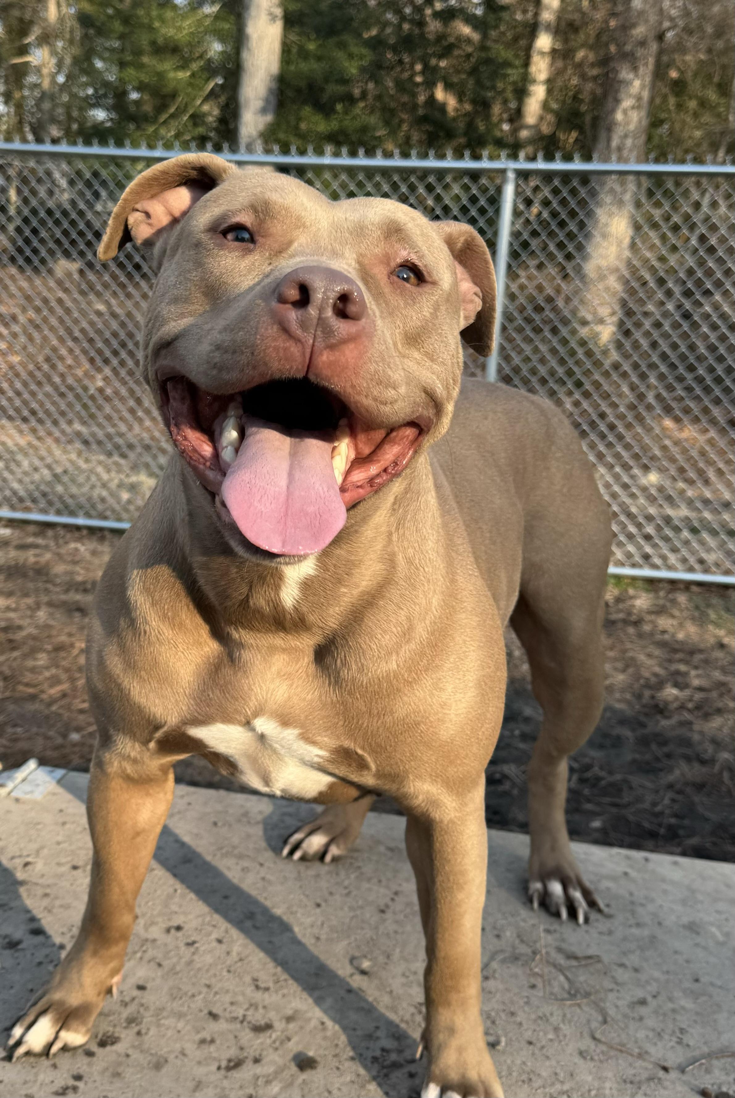 Tipsy, a ADOPTABLE Pit Bull Terrier in Gloucester, VA image 1/4
