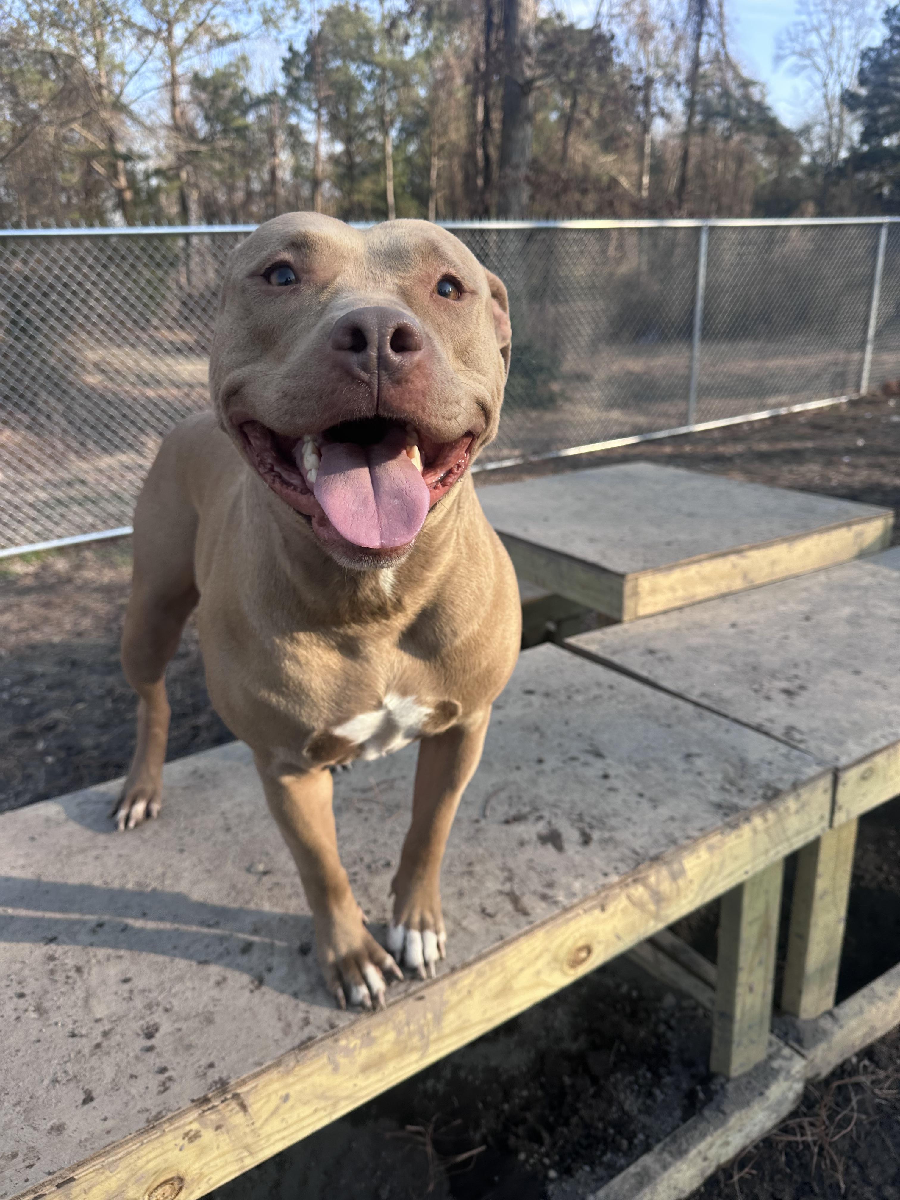 Tipsy, a ADOPTABLE Pit Bull Terrier in Gloucester, VA image 3/4