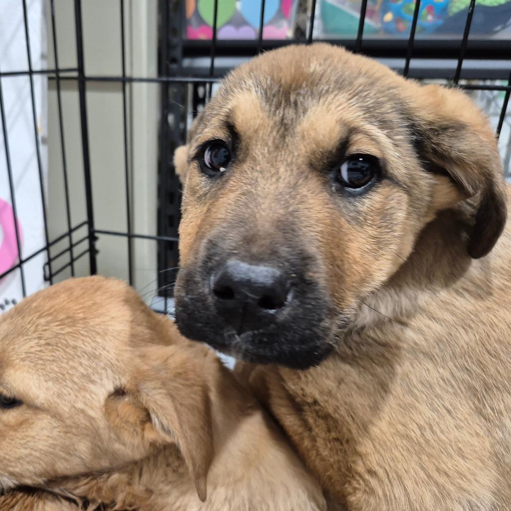 Jelly, Adoptable, Puppy Female Mixed Breed.