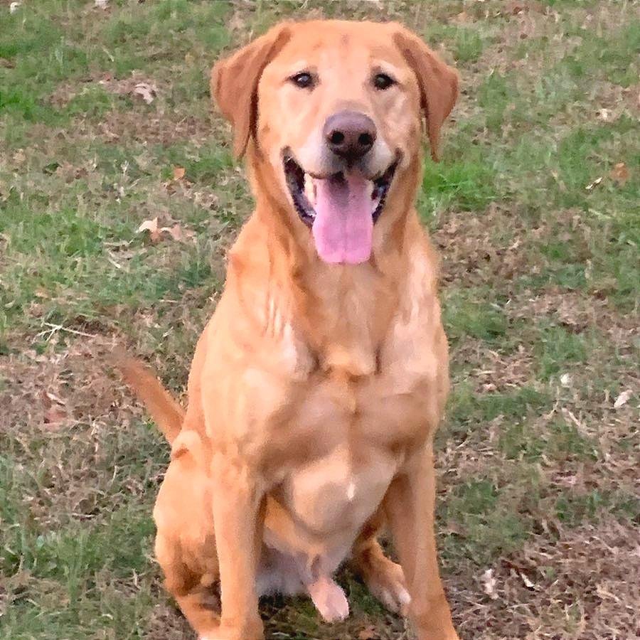 Belly Boops — thumbnail 4