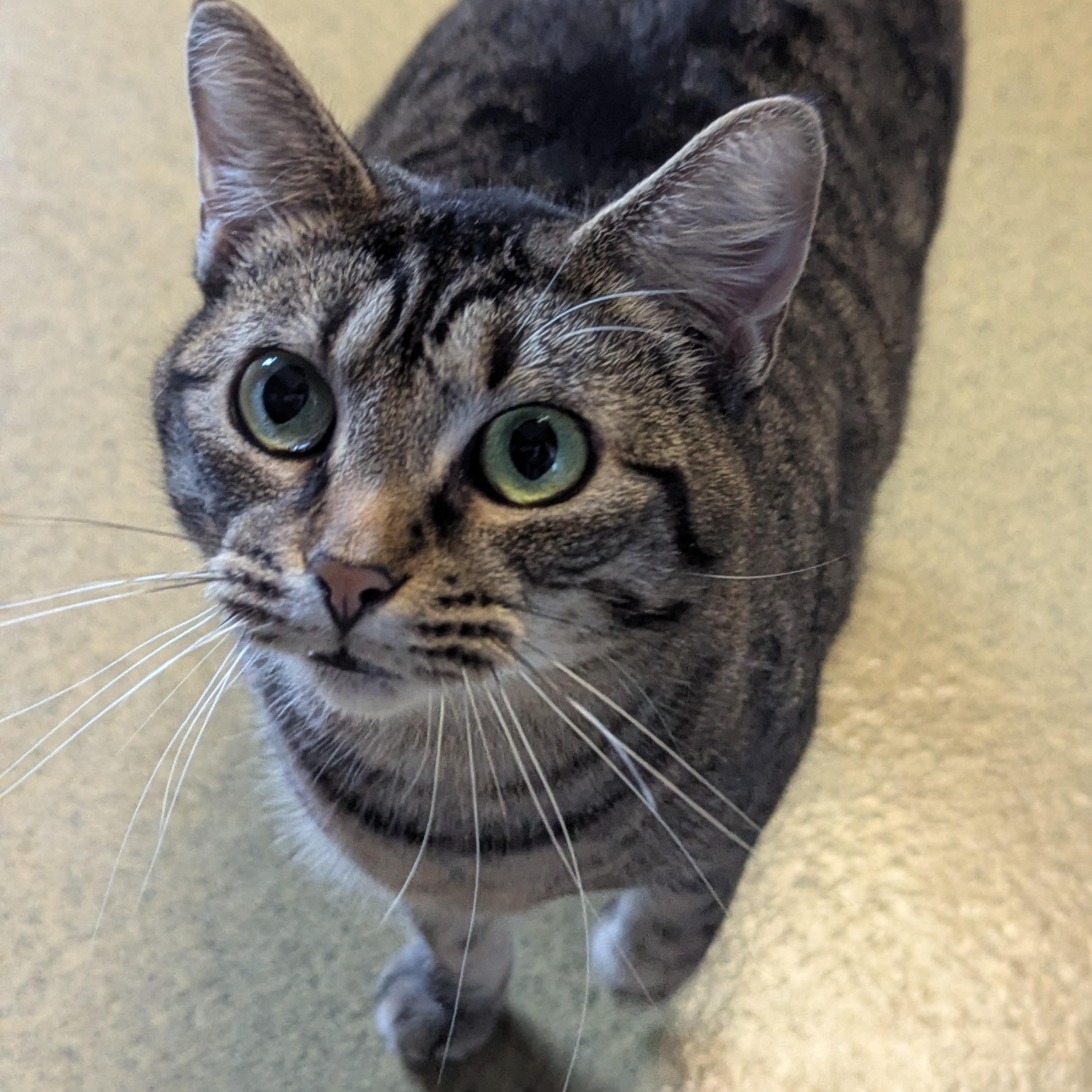 Enlarge Brook, a ADOPTABLE mixed breed in Valley Falls, KS image 2/2