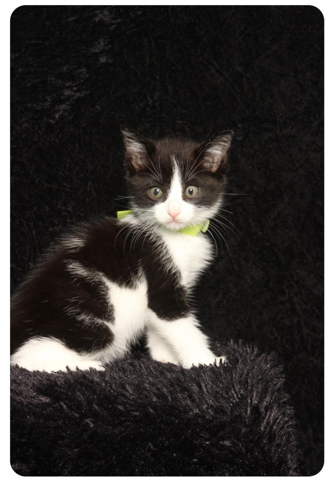 Antonio (Orlando Fl), a Adoptable Tuxedo in Orlando, FL image 2/2