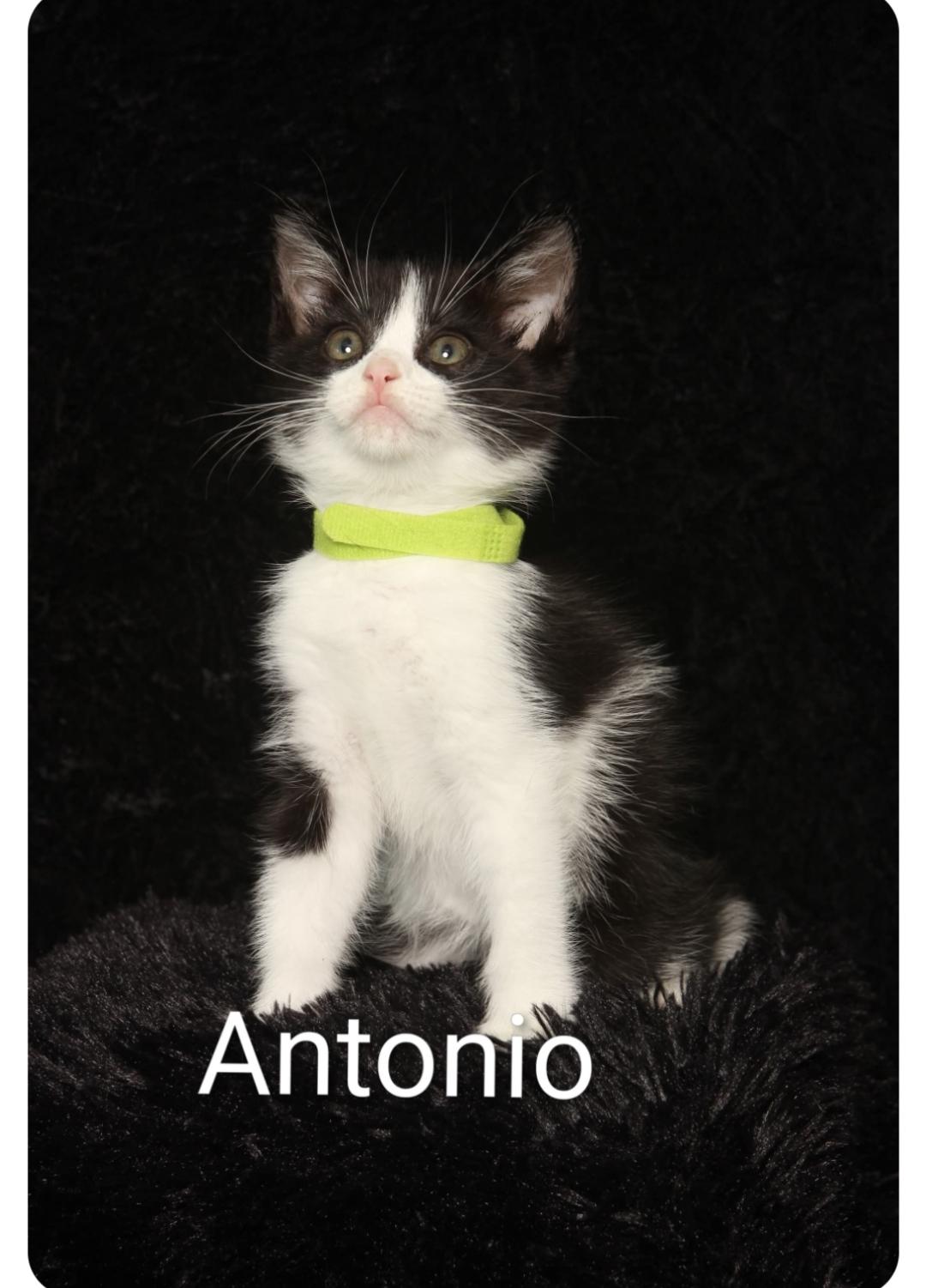 Antonio (Orlando Fl), a Adoptable Tuxedo in Orlando, FL image 1/2
