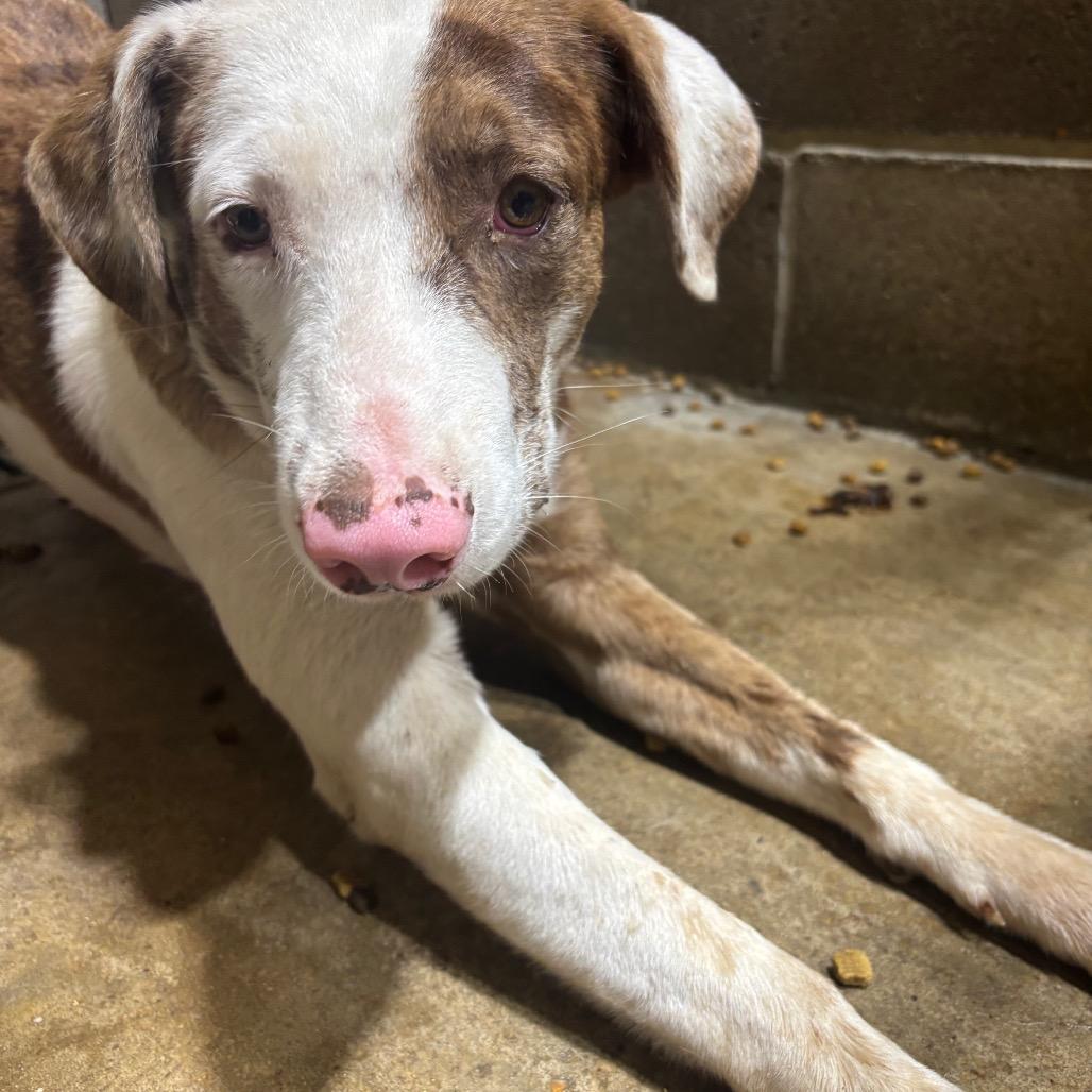 Enlarge Apple, a ADOPTABLE mixed breed in Anderson, TX image 1/1