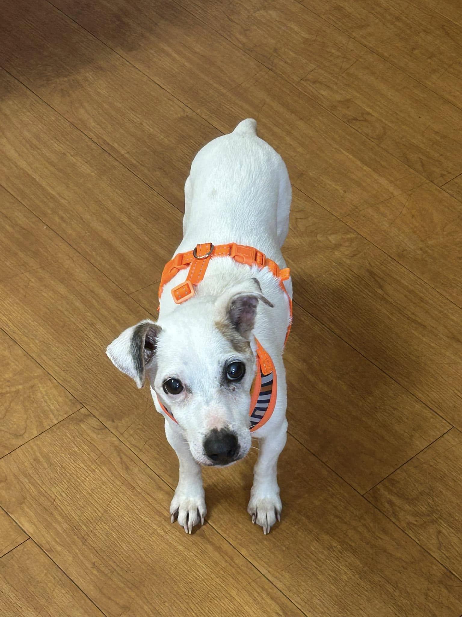 Buddy, Senior Male unknown