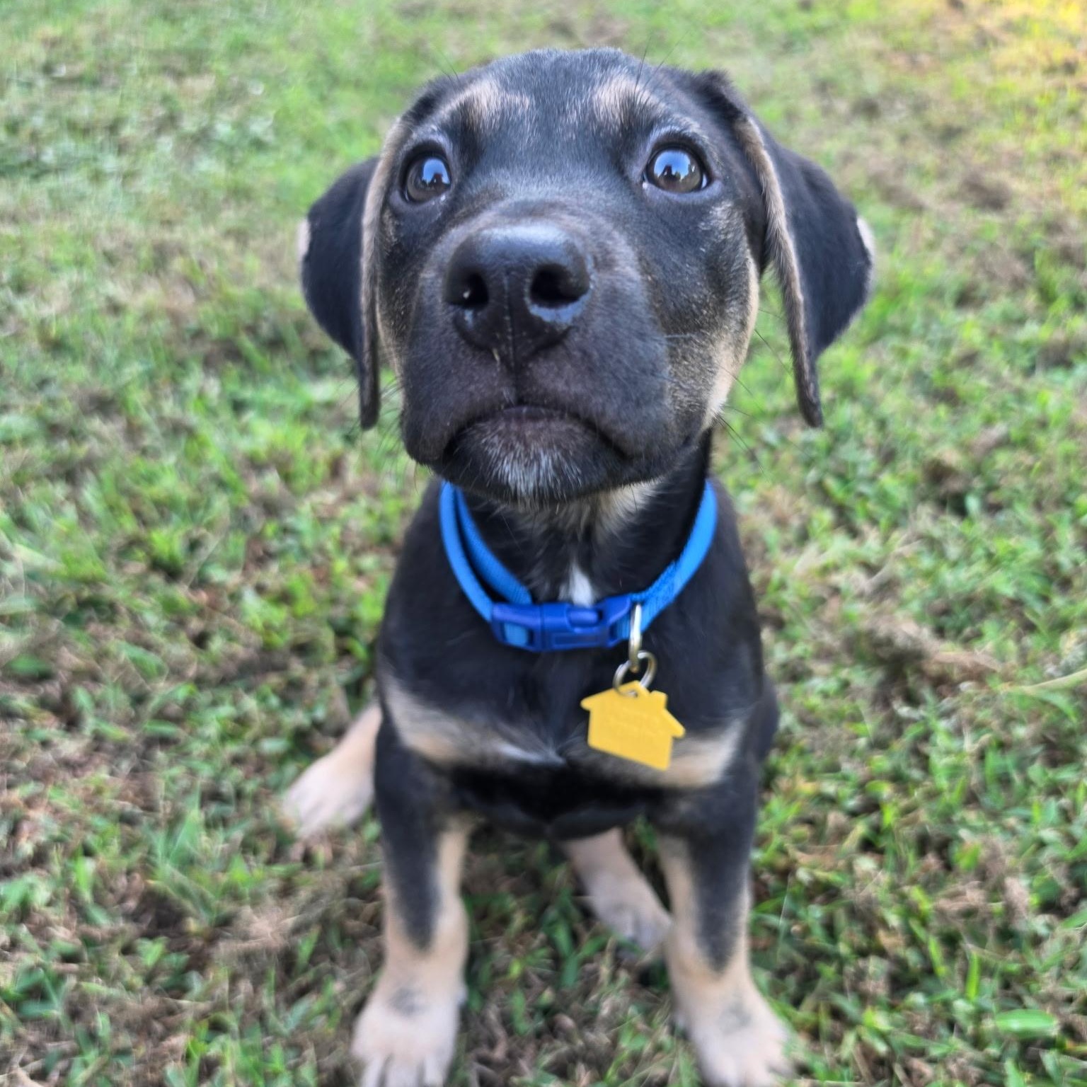 Belle, Adoptable, Puppy Female German Shepherd Dog & Coonhound.