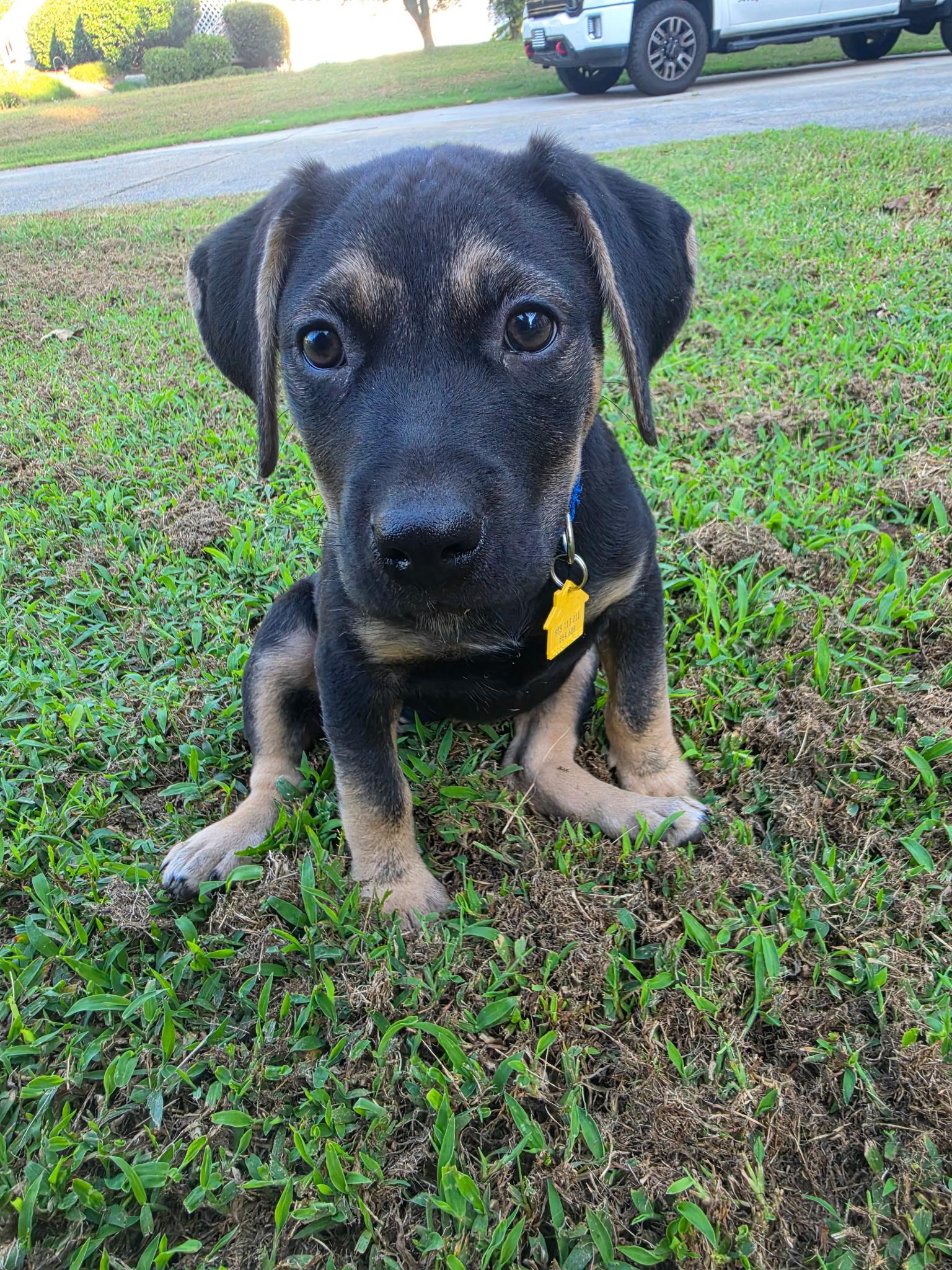 Enlarge Belle, a Adoptable mixed breed in Marietta, GA image 4/5