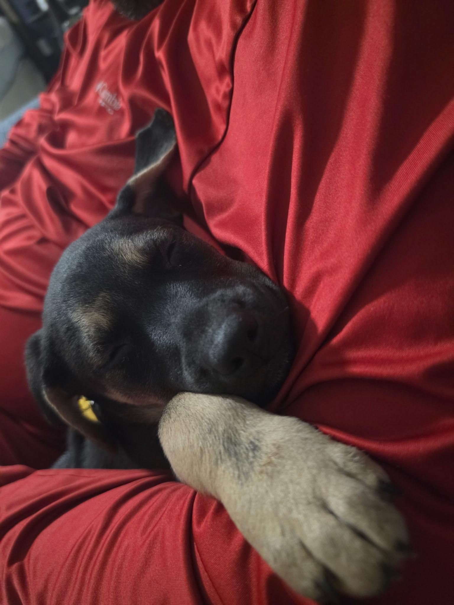 Enlarge Belle, a Adoptable mixed breed in Marietta, GA image 2/5