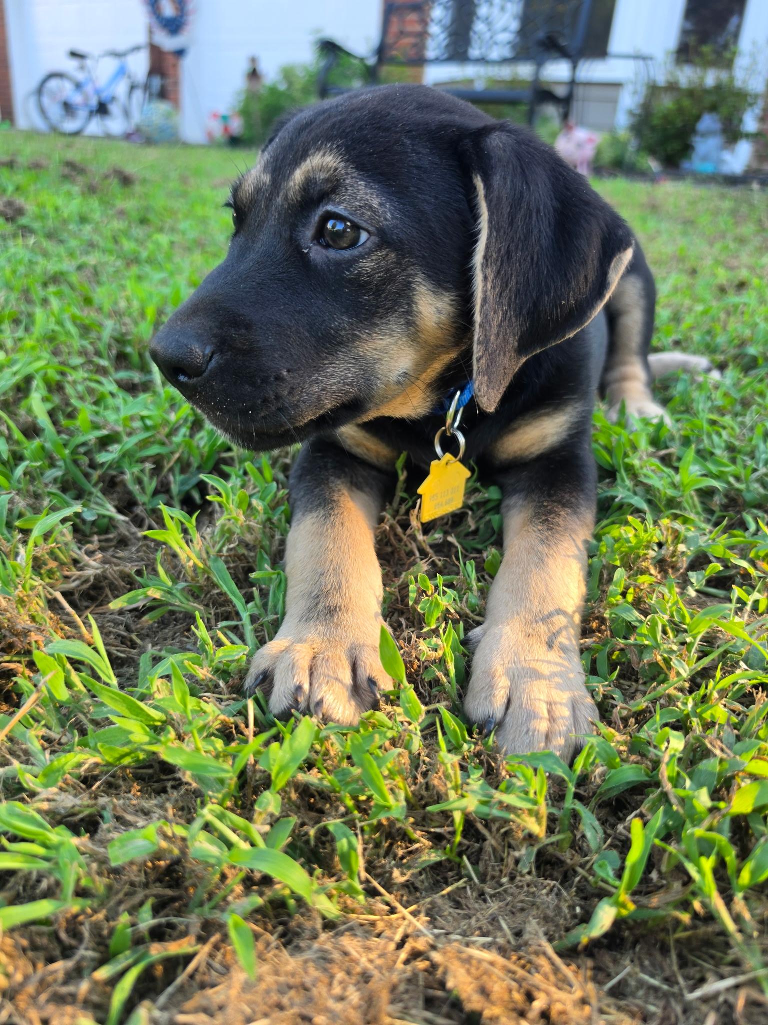 Enlarge Belle, a Adoptable mixed breed in Marietta, GA image 3/5