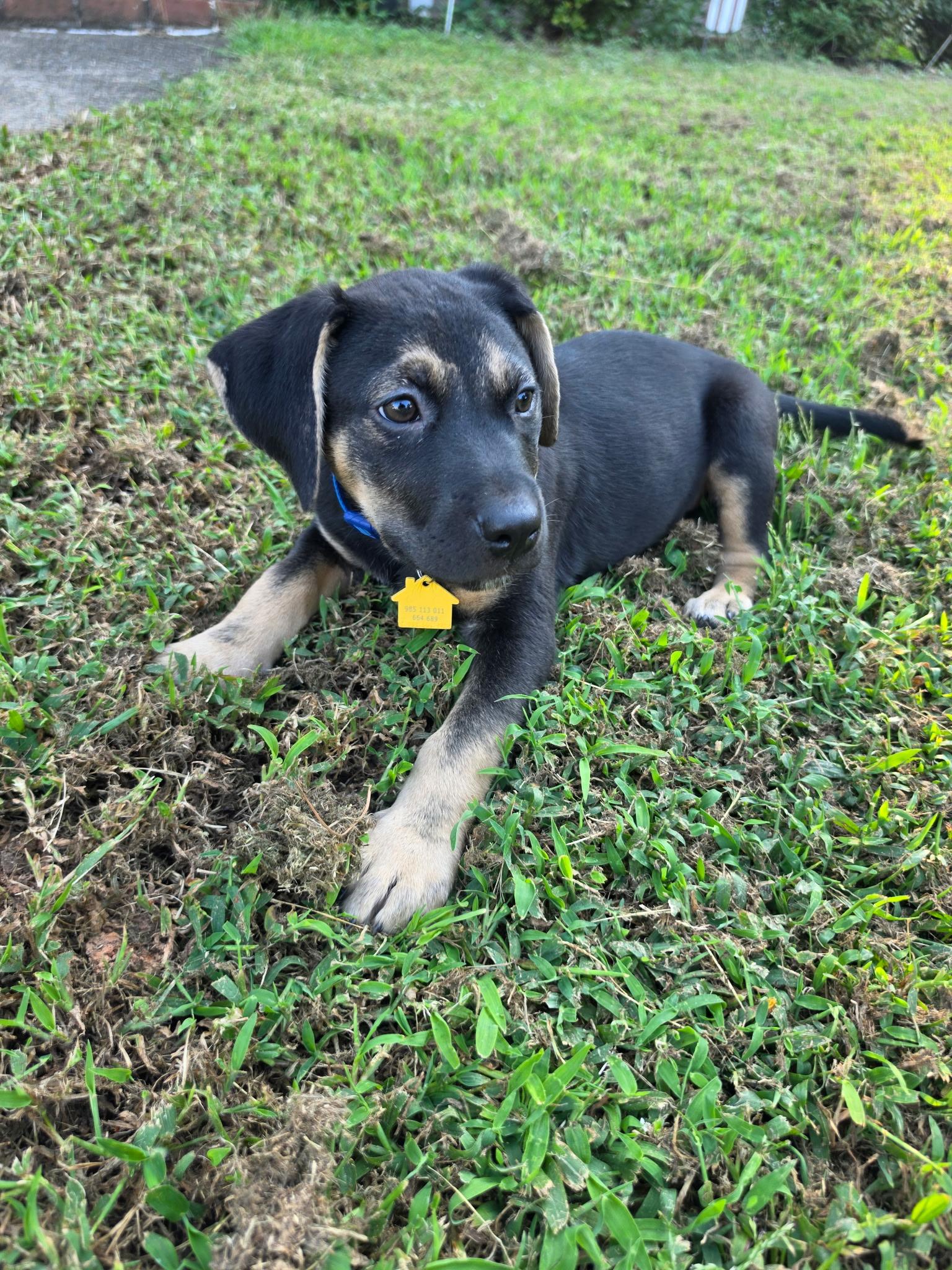 Enlarge Belle, a Adoptable mixed breed in Marietta, GA image 5/5