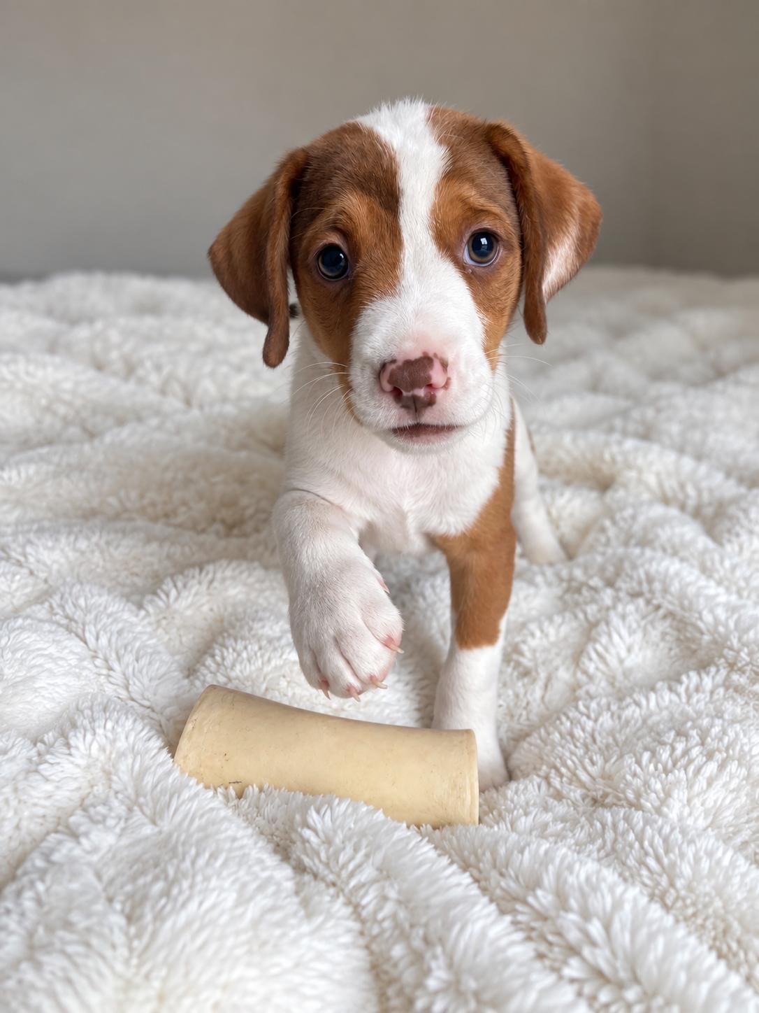Enlarge Bubba, a Adopted mixed breed in Jacksonville, FL image 1/6