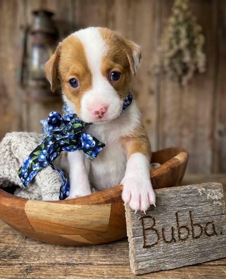 Enlarge Bubba, a Adoptable mixed breed in Jacksonville, FL image 3/5