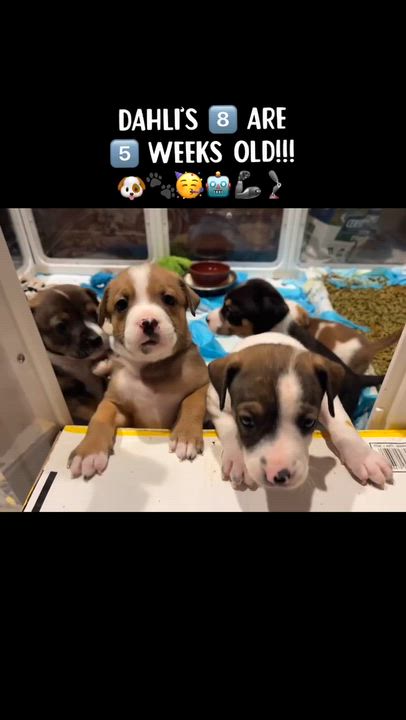 Enlarge Bubba, a Adoptable mixed breed in Jacksonville, FL video 4/5