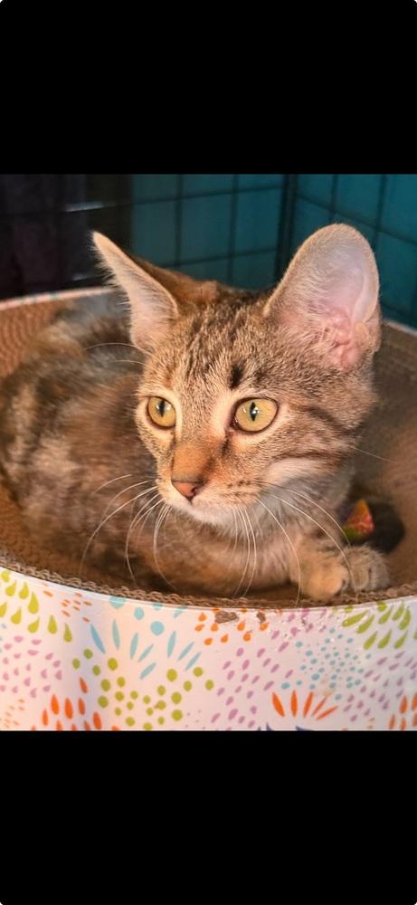 Enlarge Sunshine Cox, a Adoptable Domestic Short Hair in Peoria, IL image 1/1