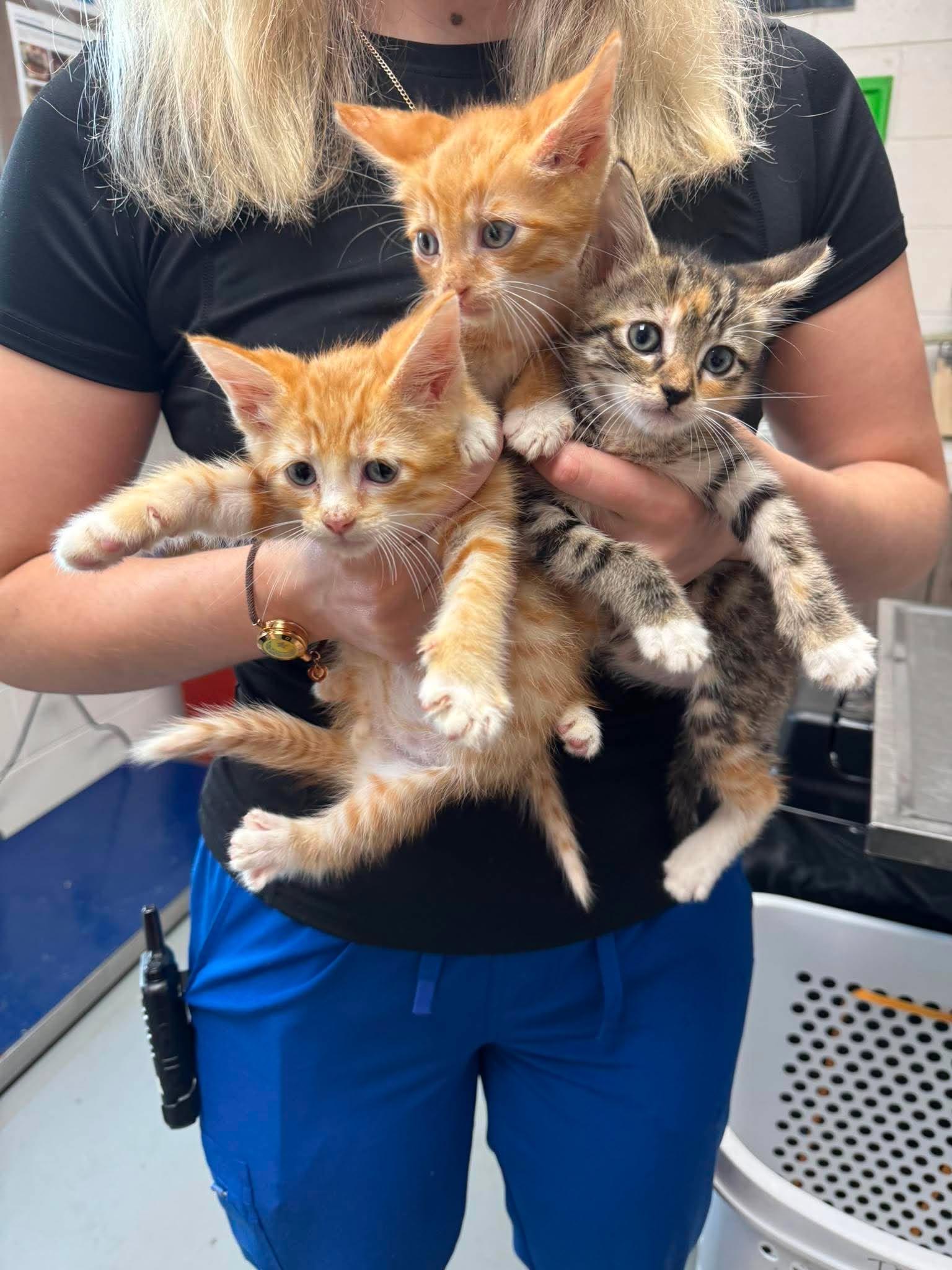 Enlarge Gyro (Mediterranean Litter), an adopted mixed breed in Baltimore, MD image 1/1