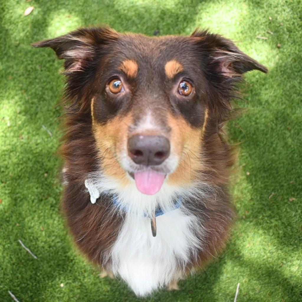 Gidget, Adopted, Adult Female Australian Shepherd.