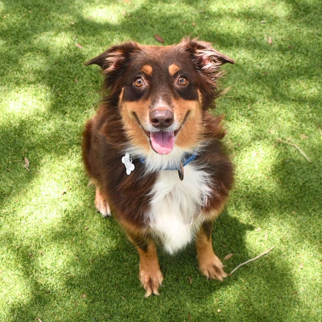 Gidget, a Adopted Australian Shepherd in Saint Petersburg, FL image 2/4