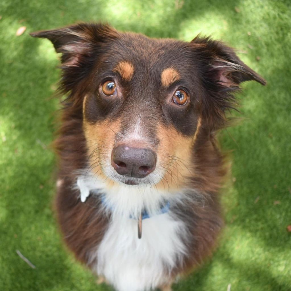 Gidget, a Adopted Australian Shepherd in Saint Petersburg, FL image 3/4