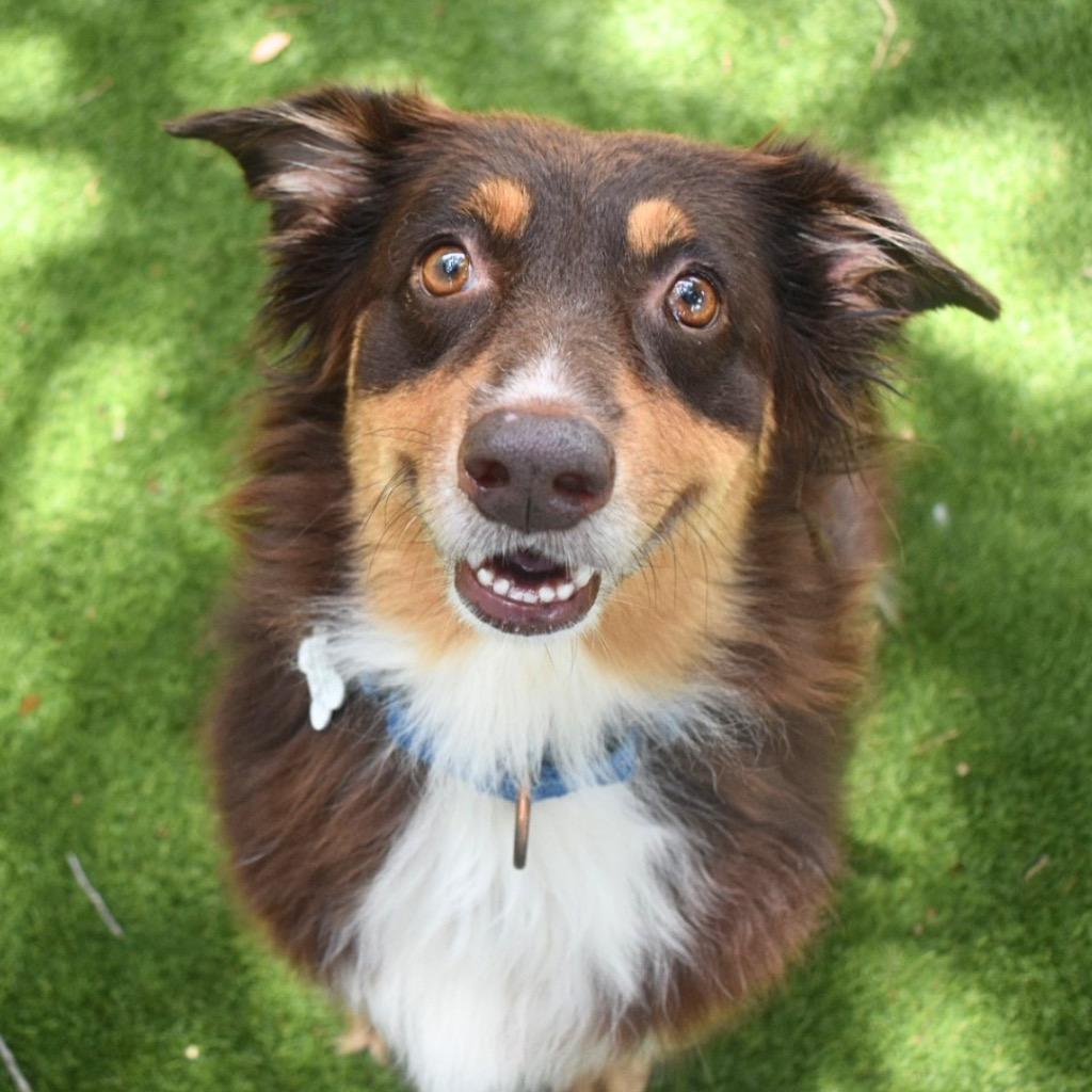 Gidget, a Adopted Australian Shepherd in Saint Petersburg, FL image 4/4