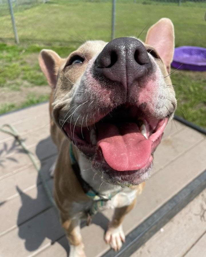 Enlarge Radar, a Adoptable Pit Bull Terrier in Crete, IL image 1/3