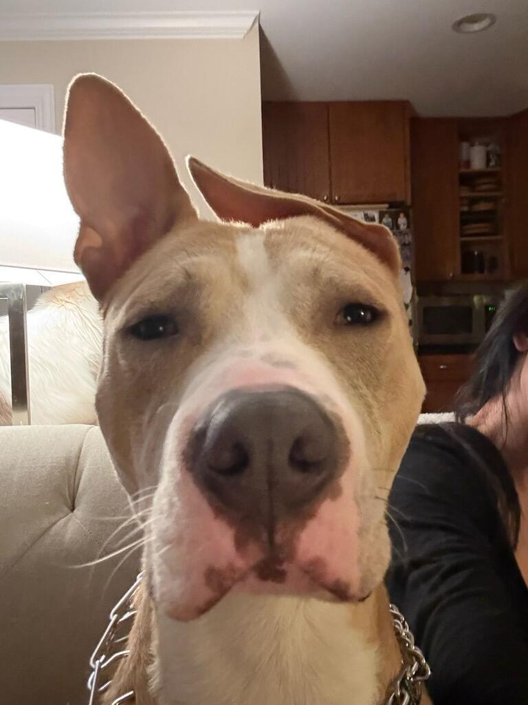 Enlarge Radar, a Adoptable Pit Bull Terrier in Crete, IL image 1/3