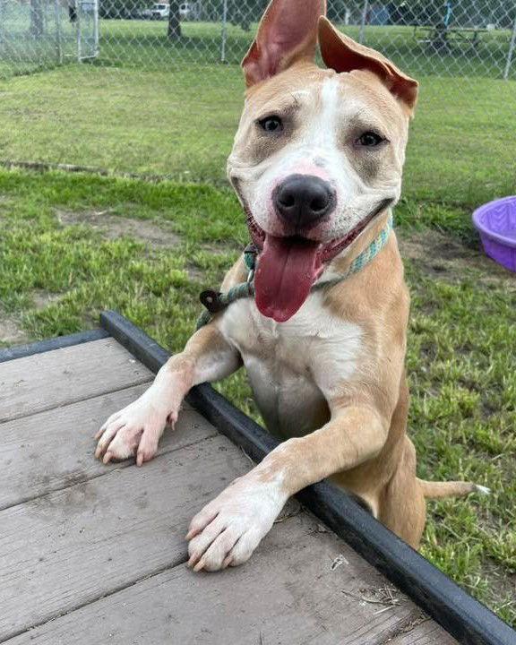 Enlarge Radar, a Adoptable Pit Bull Terrier in Crete, IL image 2/3