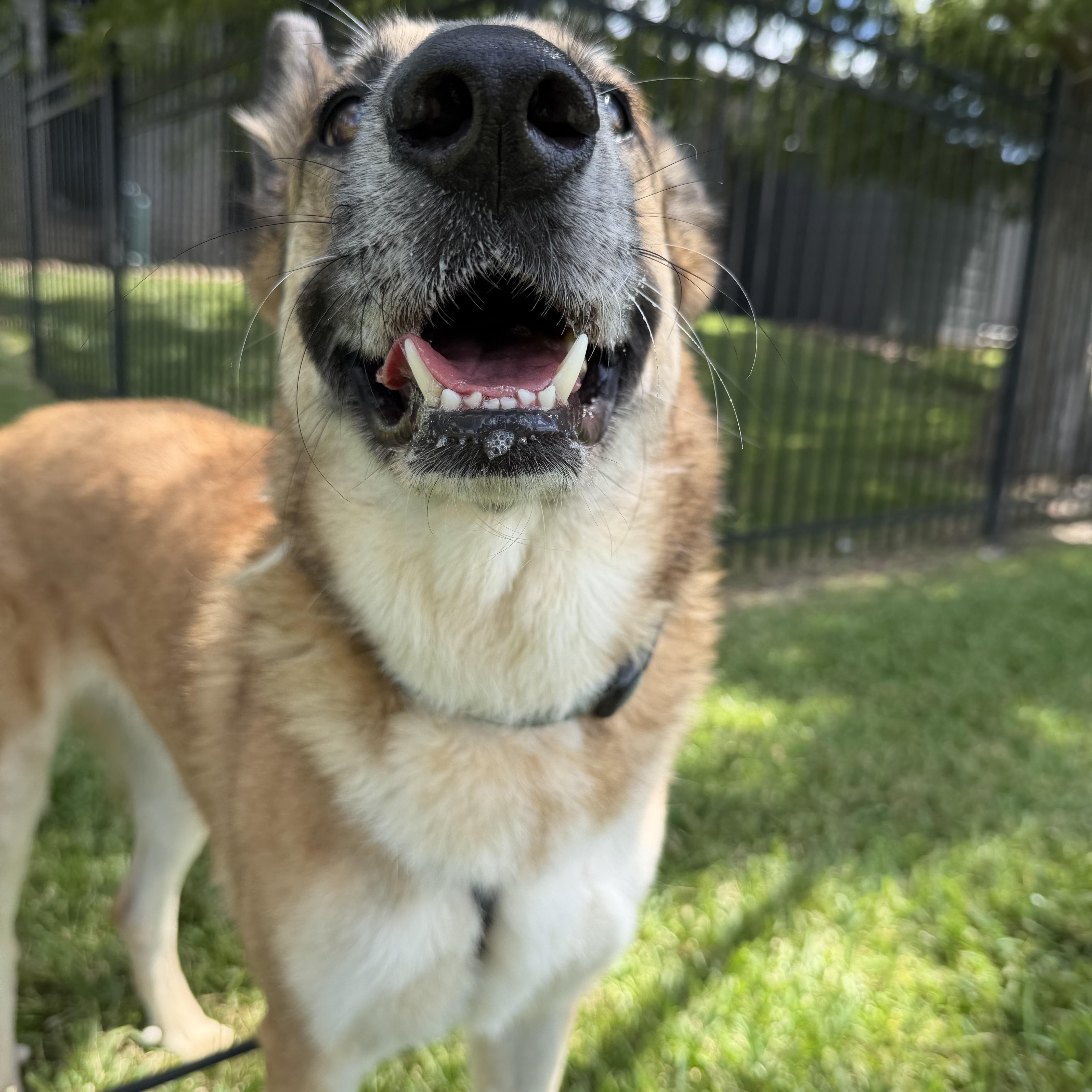 Enlarge Abby, a Adoptable mixed breed in Robbinsville, NJ image 3/5