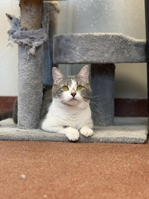 Enlarge Morticia, a ADOPTABLE Domestic Short Hair in Saranac Lake, NY image 3/3