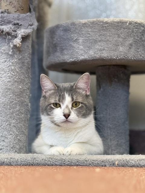 Morticia, ADOPTABLE, Adult Female Domestic Short Hair.