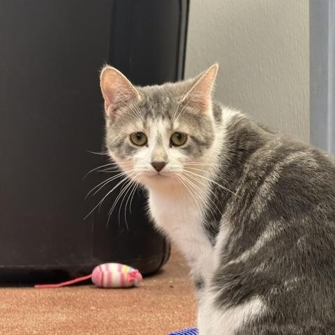 Enlarge Morticia, a ADOPTABLE Domestic Short Hair in Saranac Lake, NY image 2/3