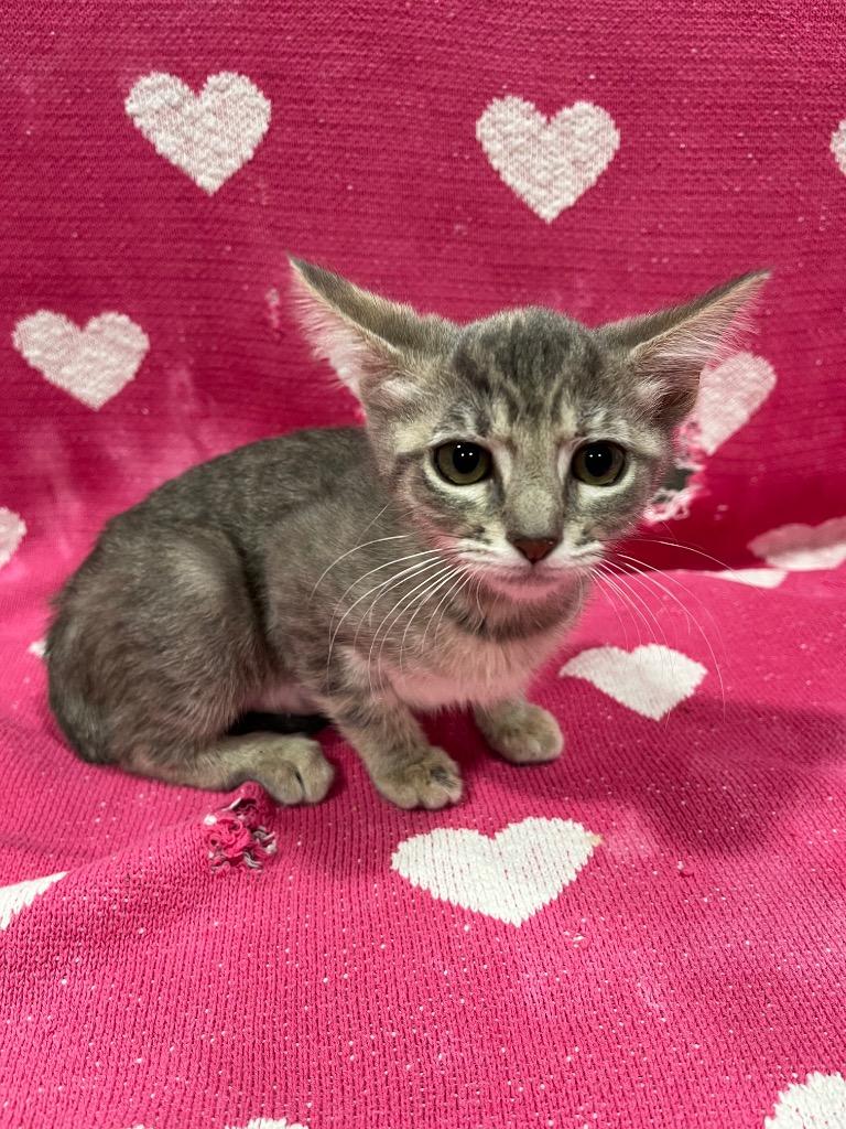 Enlarge Croc, a Adoptable mixed breed in Corpus Christi, TX image 1/2