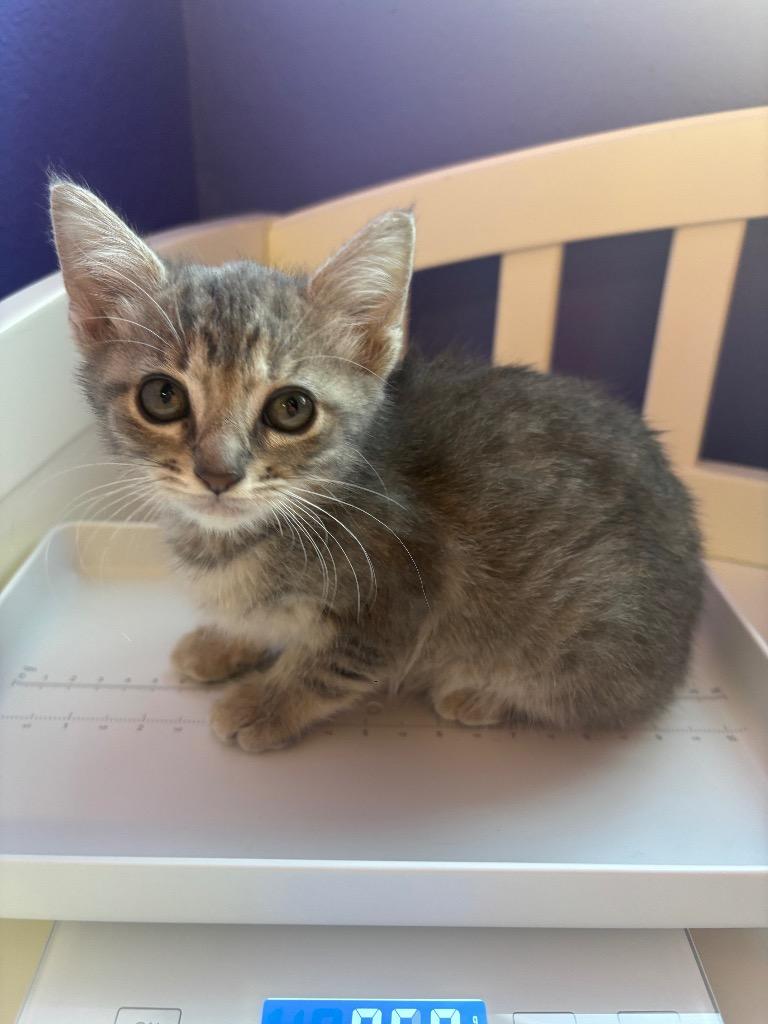 Enlarge Croc, a Adoptable mixed breed in Corpus Christi, TX image 2/2