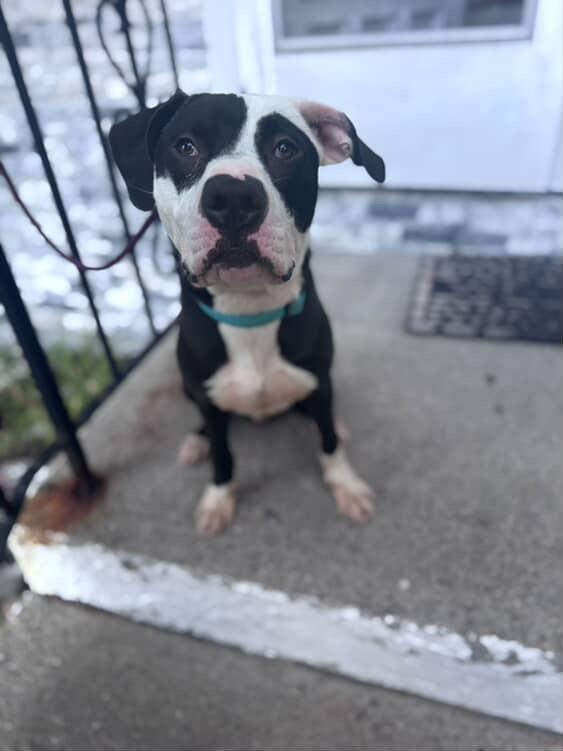 Rascal, a Adopted mixed breed in Peabody, MA image 2/6