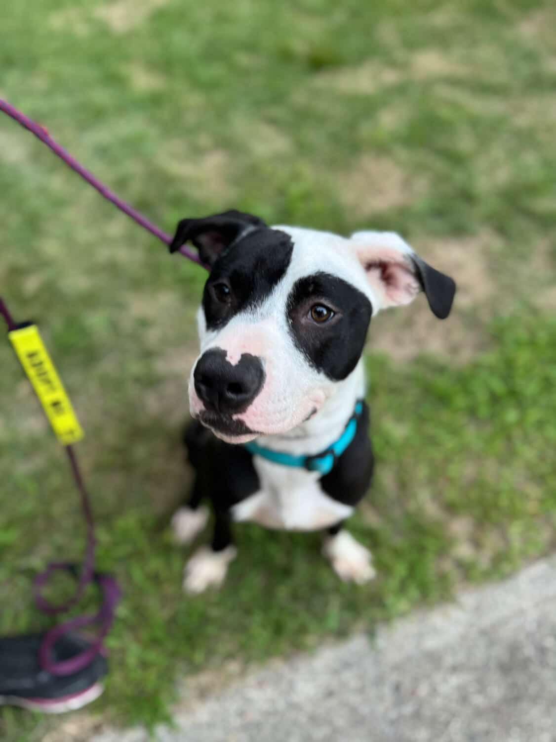 Rascal, Adopted, Young Male Terrier.