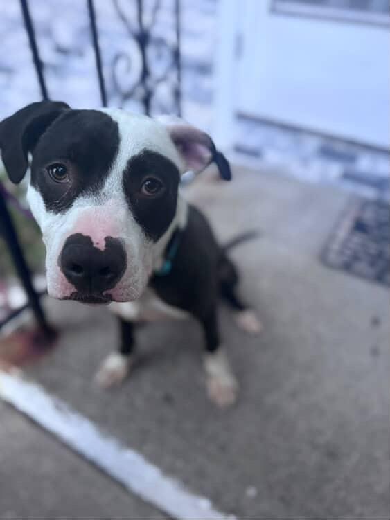 Rascal, a Adopted mixed breed in Peabody, MA image 5/6