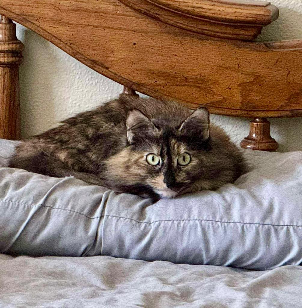 Carol, Adoptable, Adult Female Domestic Medium Hair.