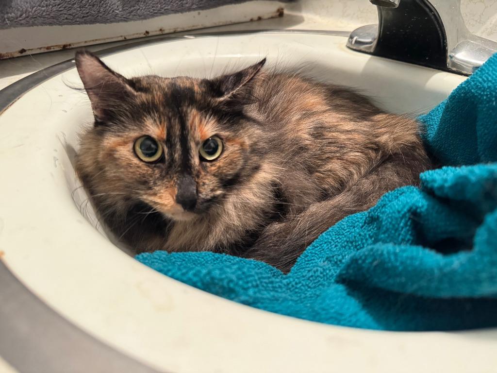 Carol, Adoptable, Adult Female Domestic Medium Hair.