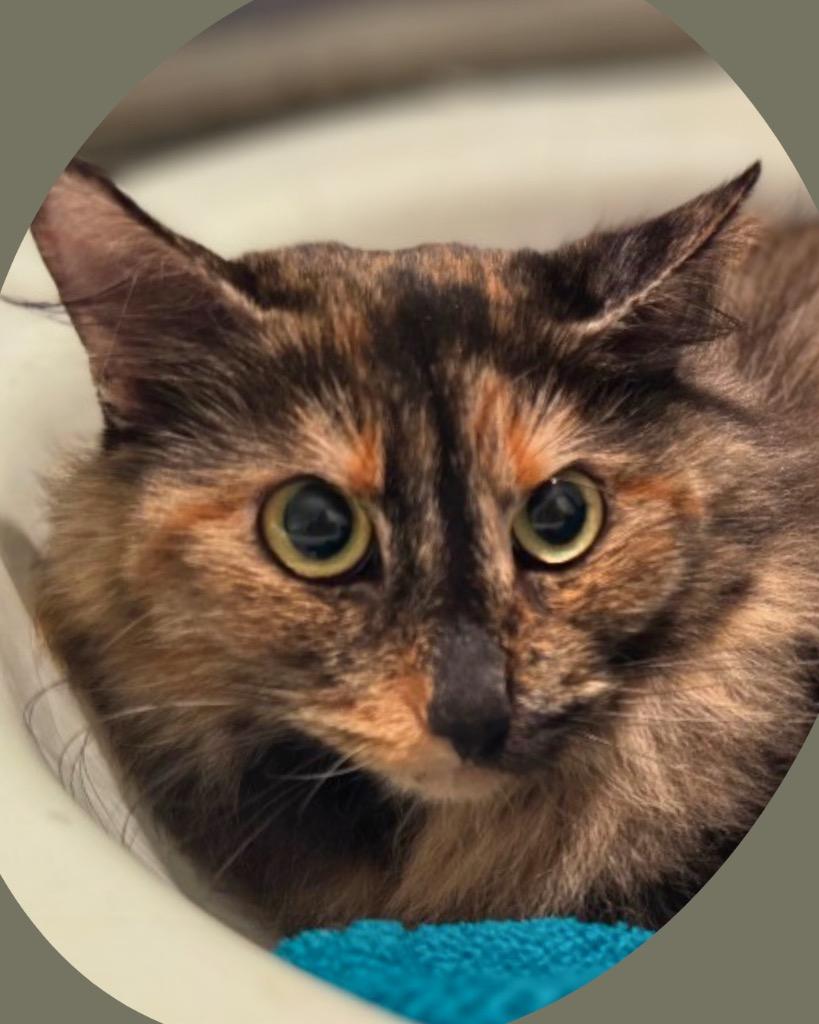 Carol, a Adoptable mixed breed in Bryan, TX image 3/6